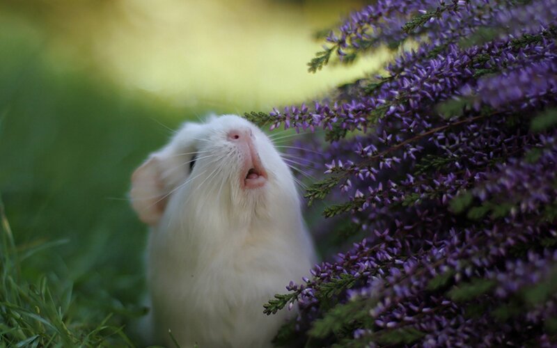 White Guinea Pig — Purple