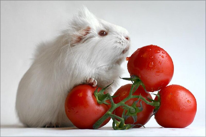 White Guinea Pig — Red