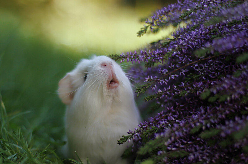 White Guinea Pig — Serene