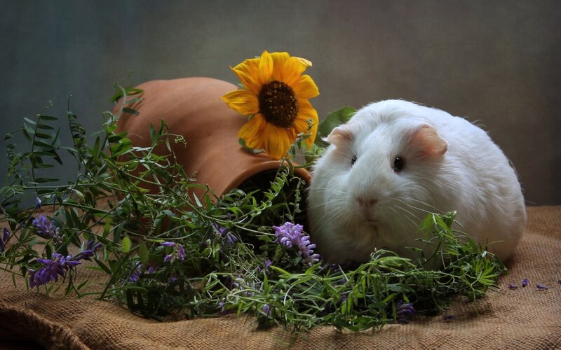 White guinea pig with flowers