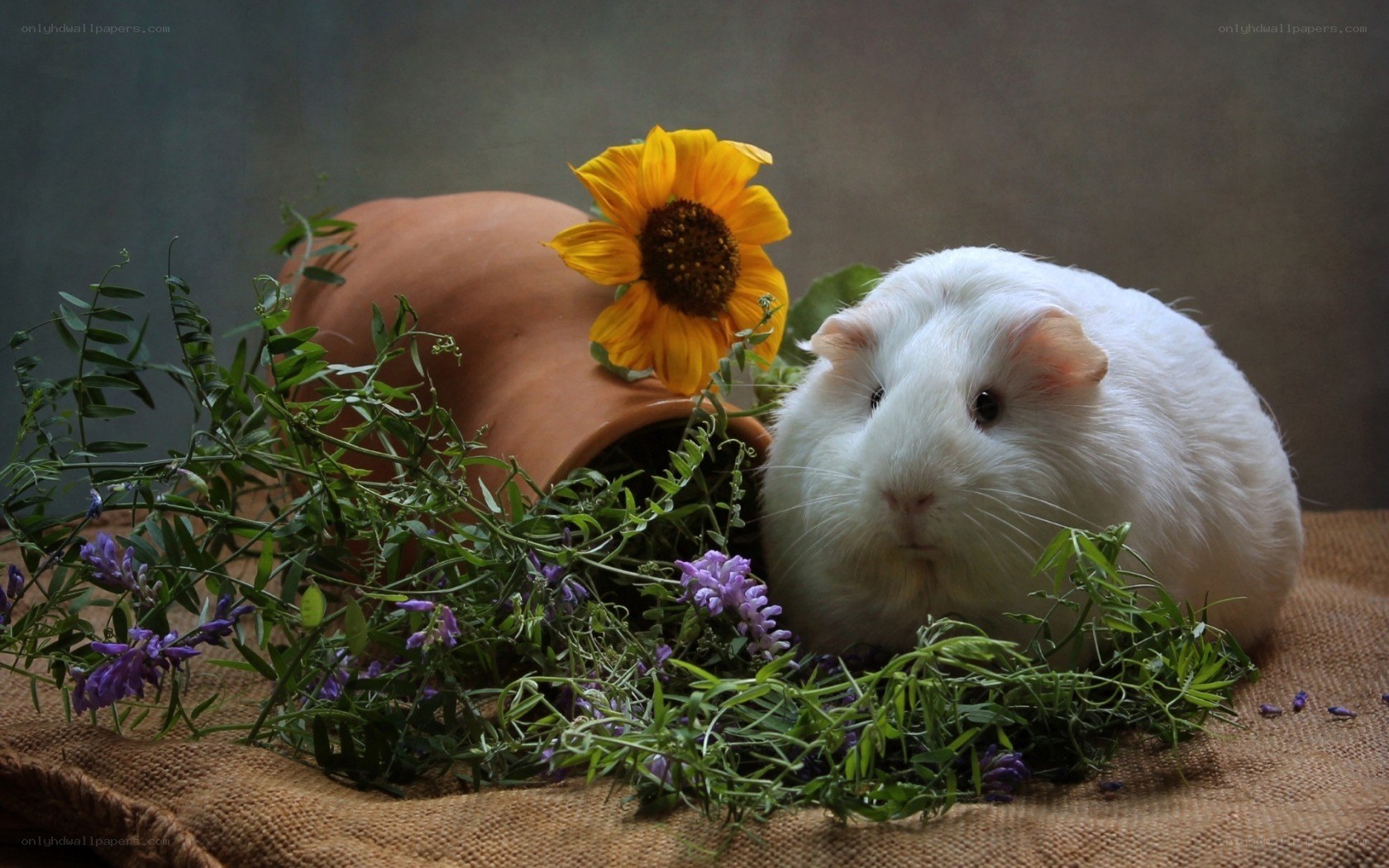 White guinea pig with flowers