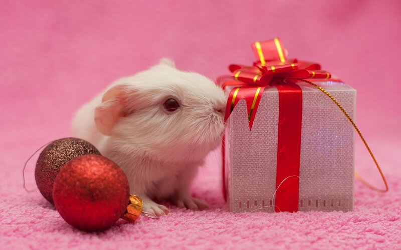 white guinea pig with gift box