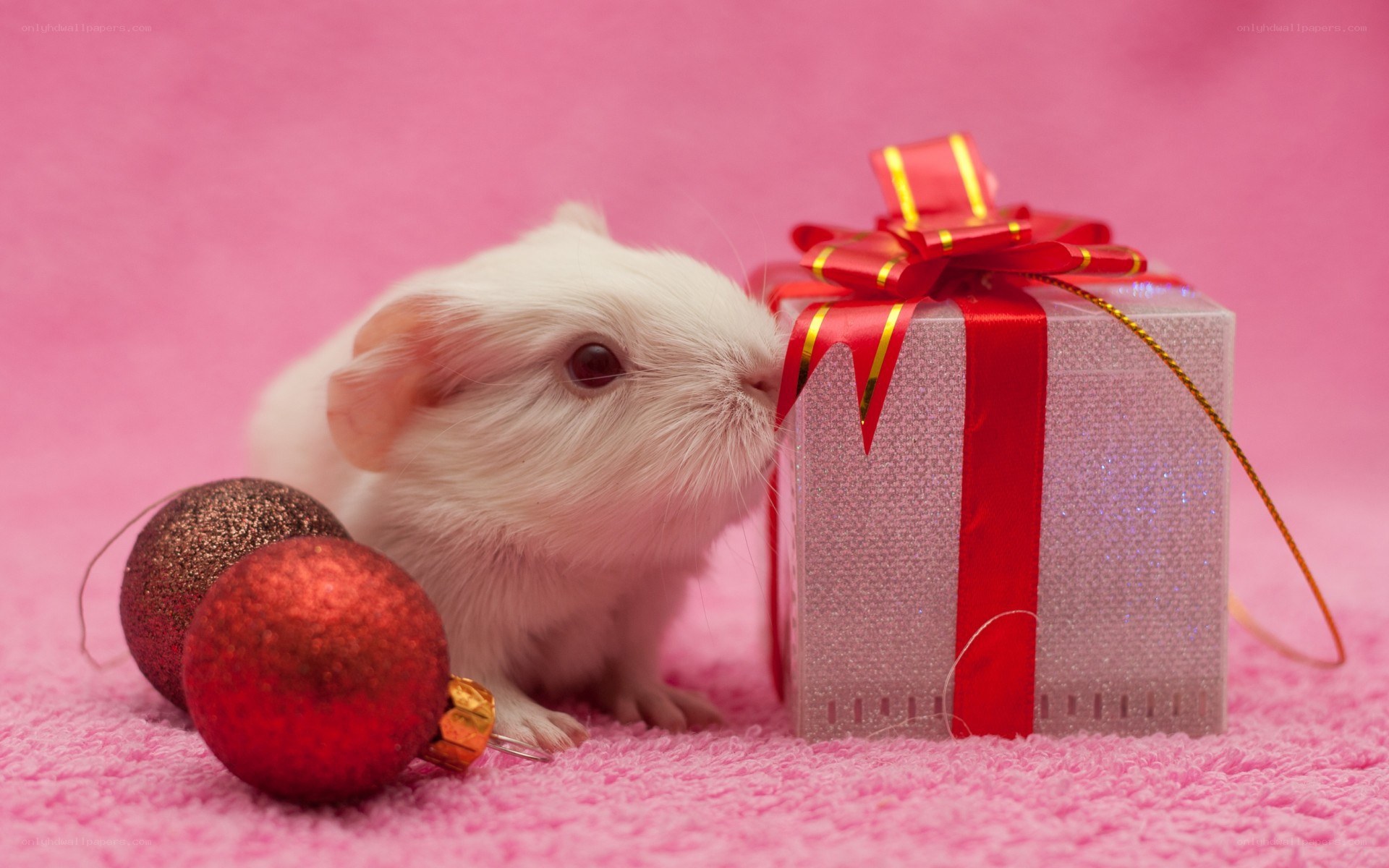 white guinea pig with gift box