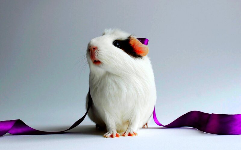 White Guinea Pig with Ribbon