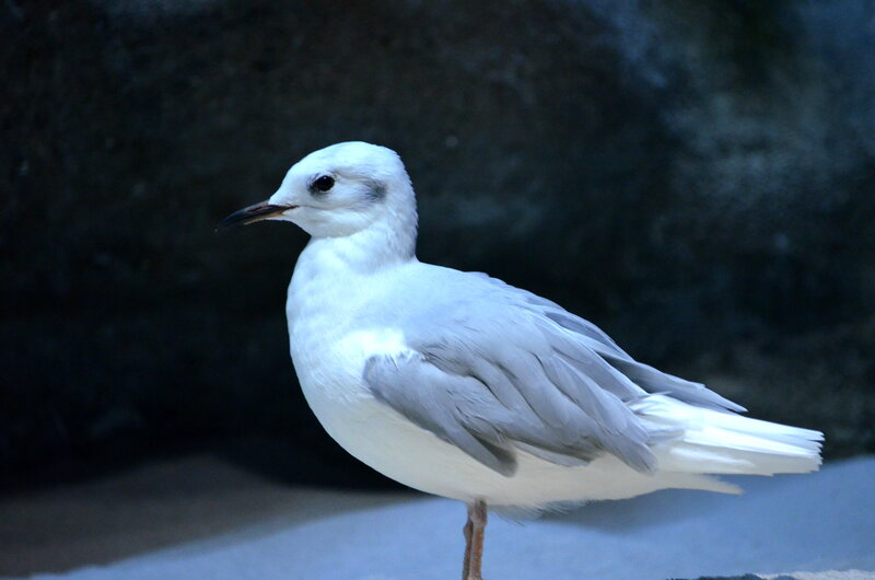 White Gull Bird