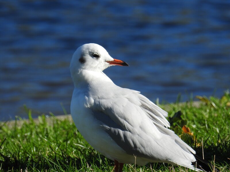 white gull on grass by water
