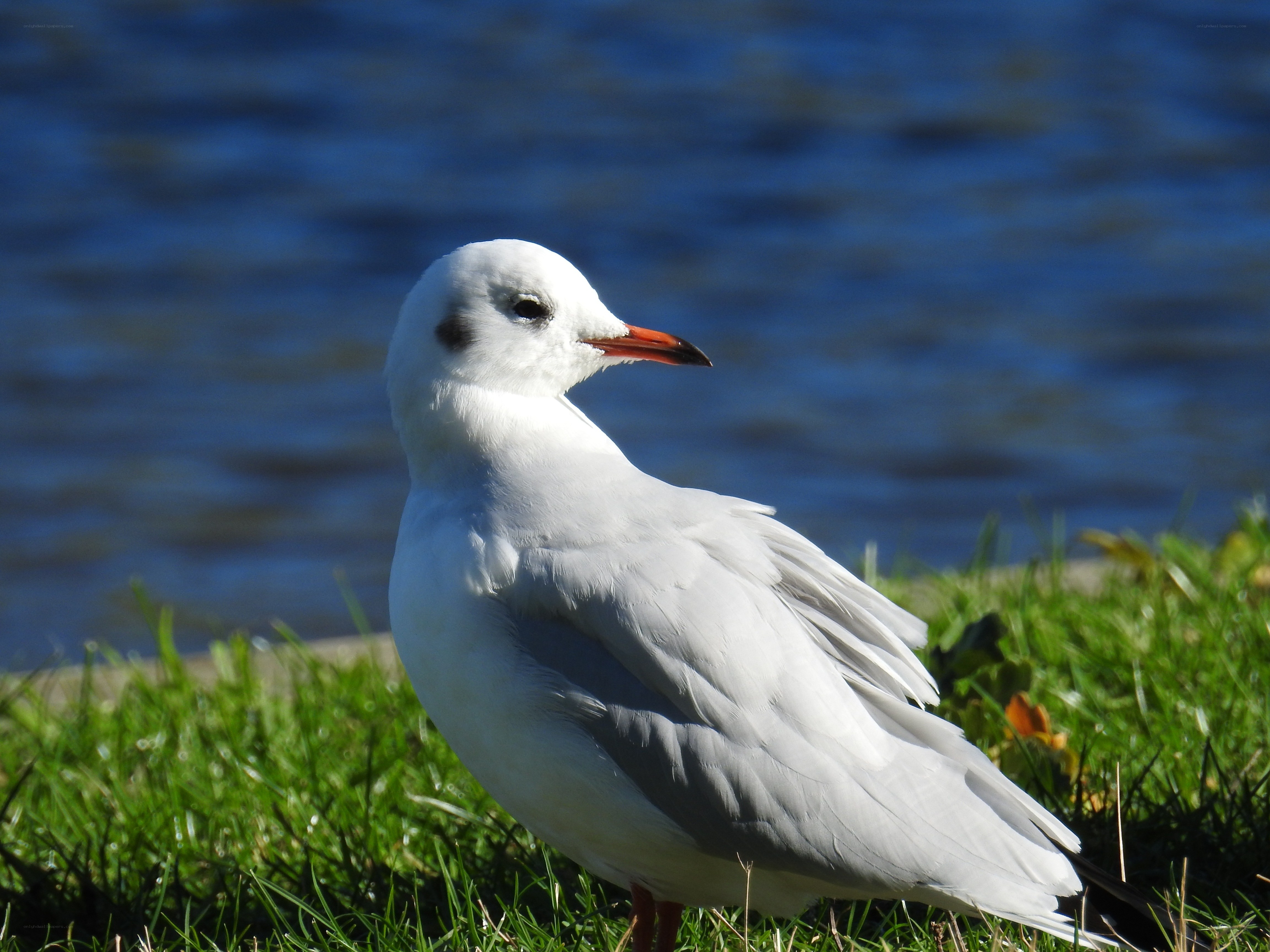 white gull on grass by water