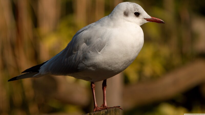 White Gull with Red Beak
