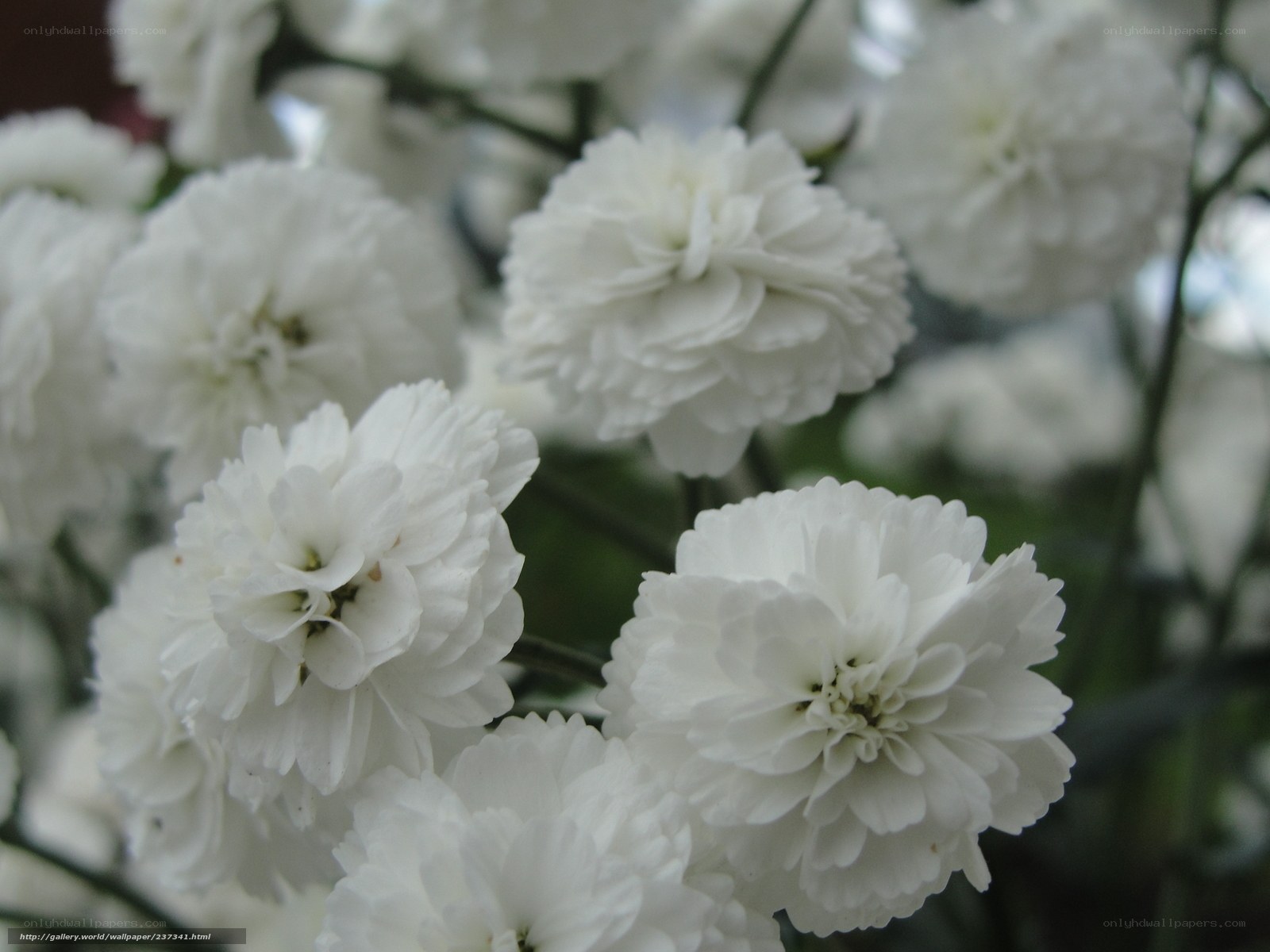 White Gypsophila Flowers