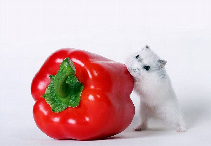 White Hamster Eating Pepper