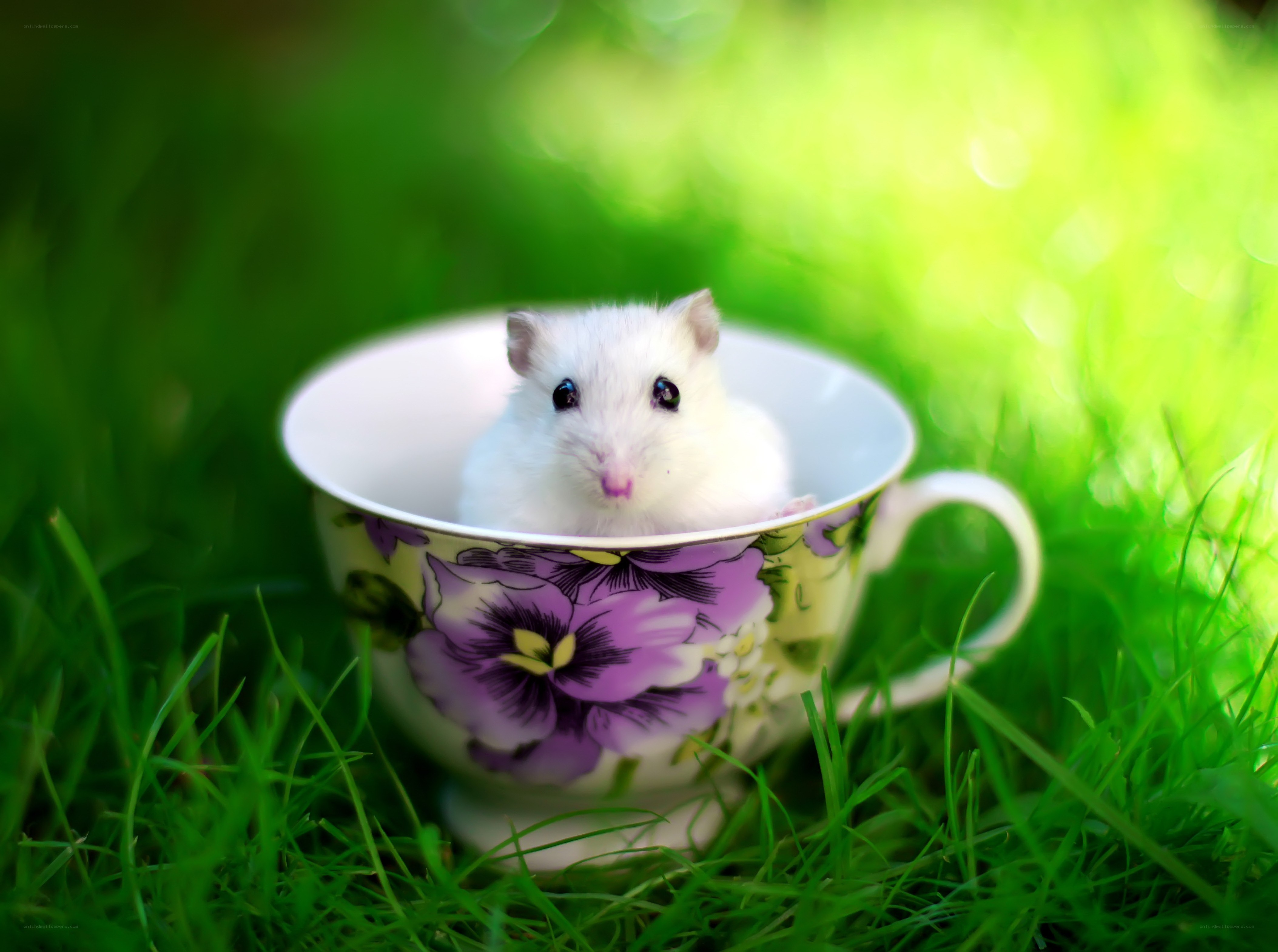 White hamster in a teacup