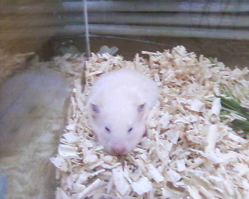 White Hamster in Bedding
