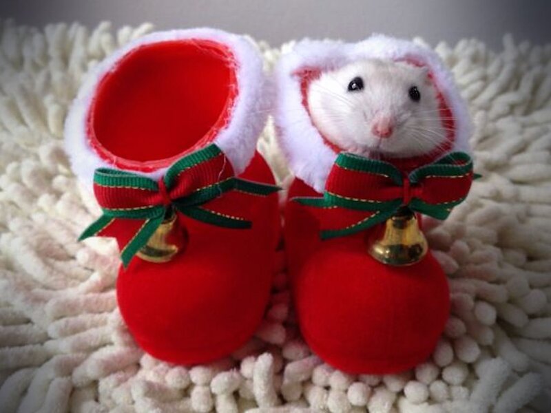 White Hamster in Boots