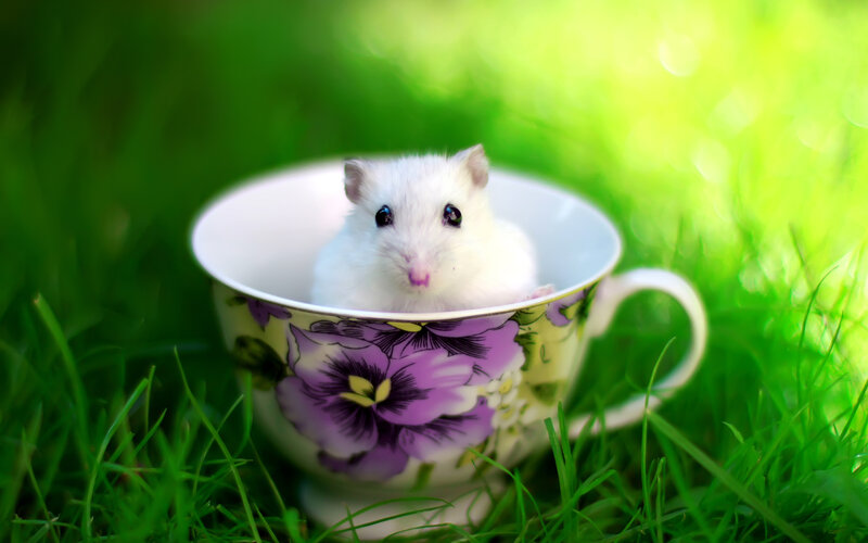 White Hamster in Cup — Green, Serene, Afternoon