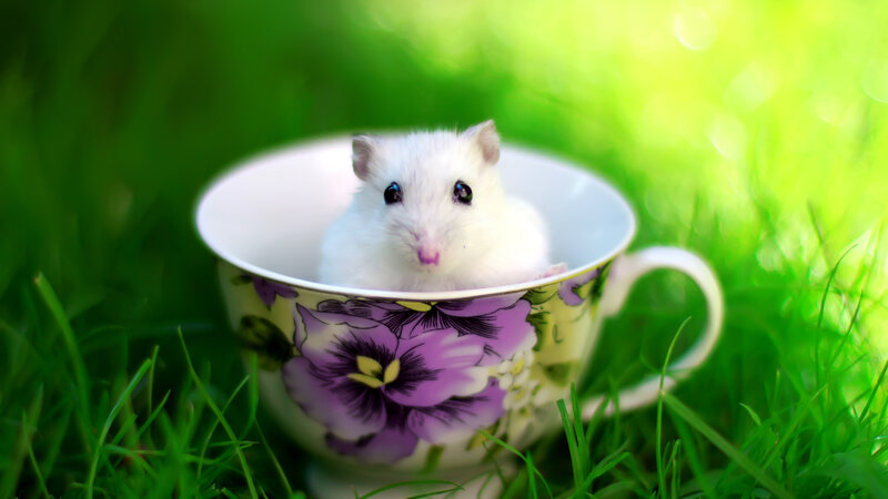 White Hamster in Cup — Green, Serene, Morning