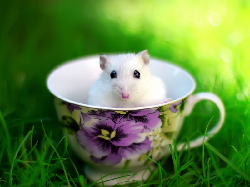 White Hamster in Cup — Green