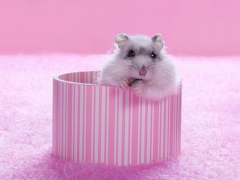 White Hamster in Cup