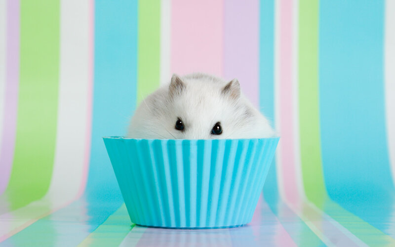 White Hamster in Cupcake Liner — Blue, Playful, Photograph