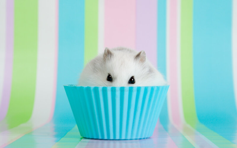 White Hamster in Cupcake Liner — Blue, Playful