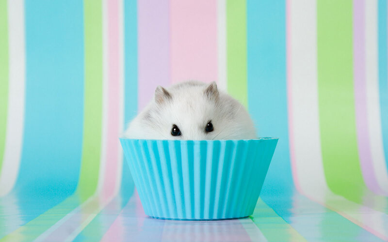 White Hamster in Cupcake Liner — Blue