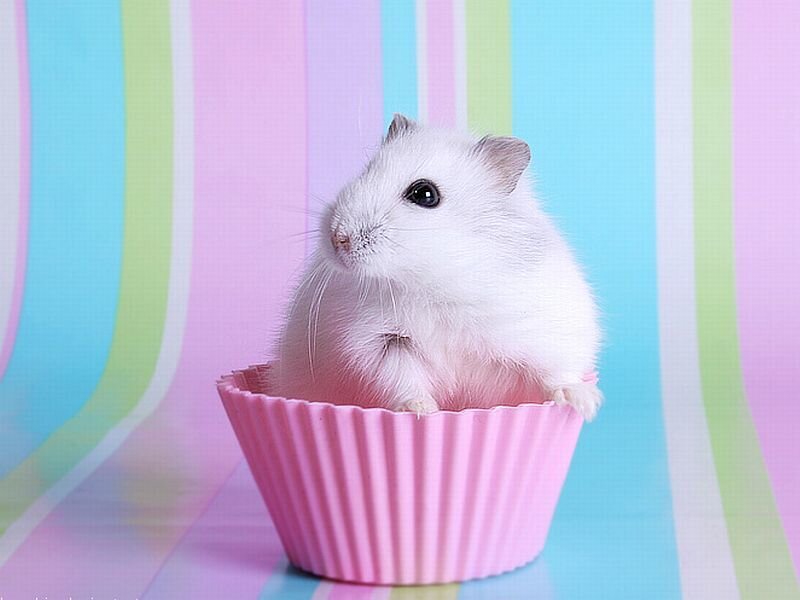 White Hamster in Cupcake Liner