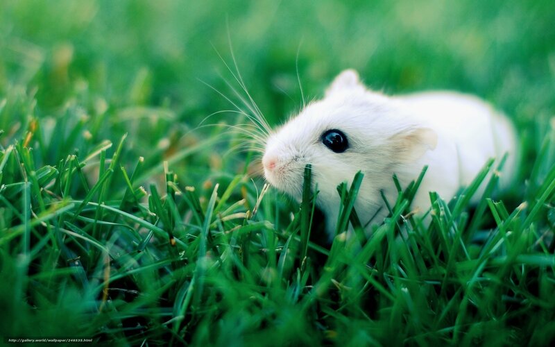 White Hamster in Grass — Green