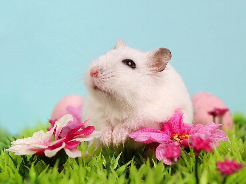 White Hamster in Grass