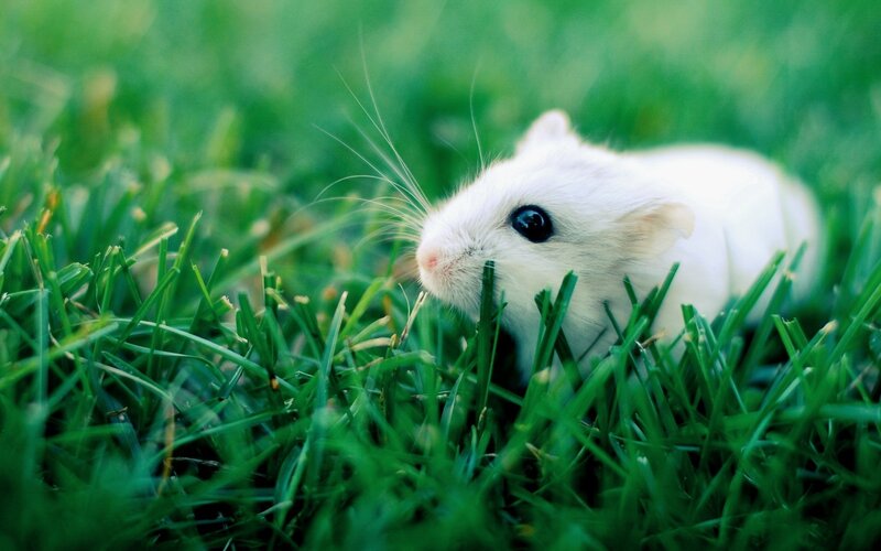 white hamster in green grass