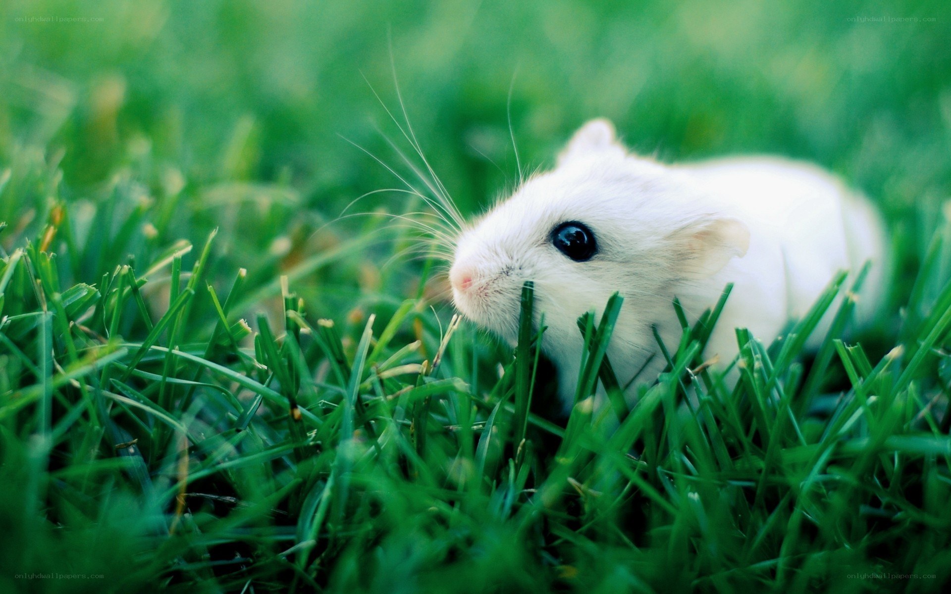 white hamster in green grass
