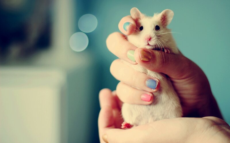 White Hamster in Hand — Blue
