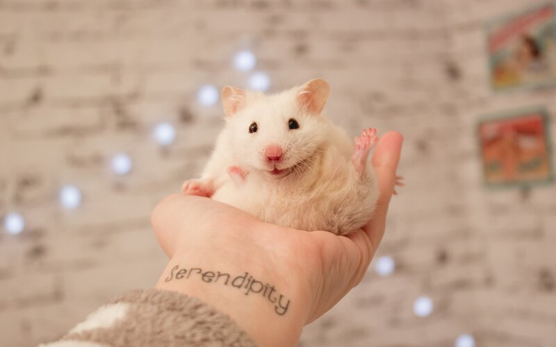 White Hamster in Hand — Calm, Photograph