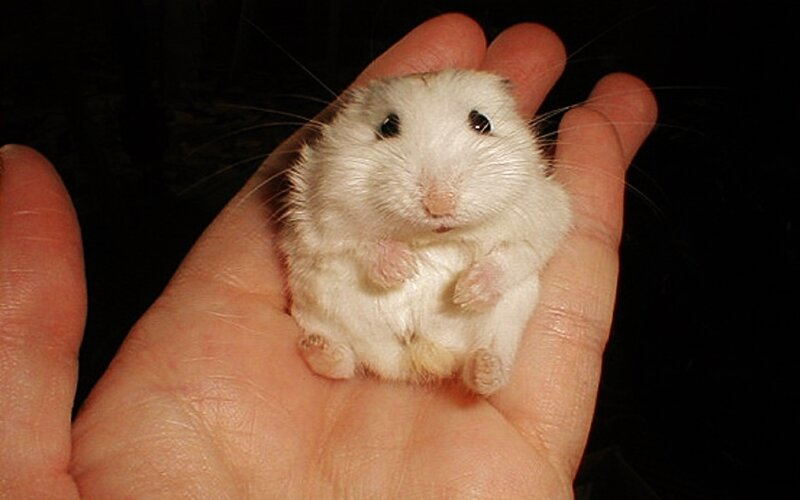 White Hamster in Hand — Calm
