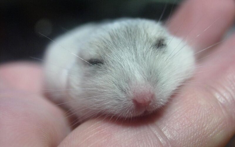 White Hamster in Hand
