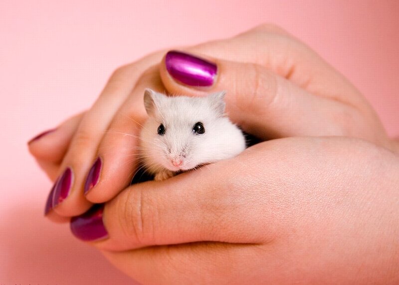 White Hamster in Hands
