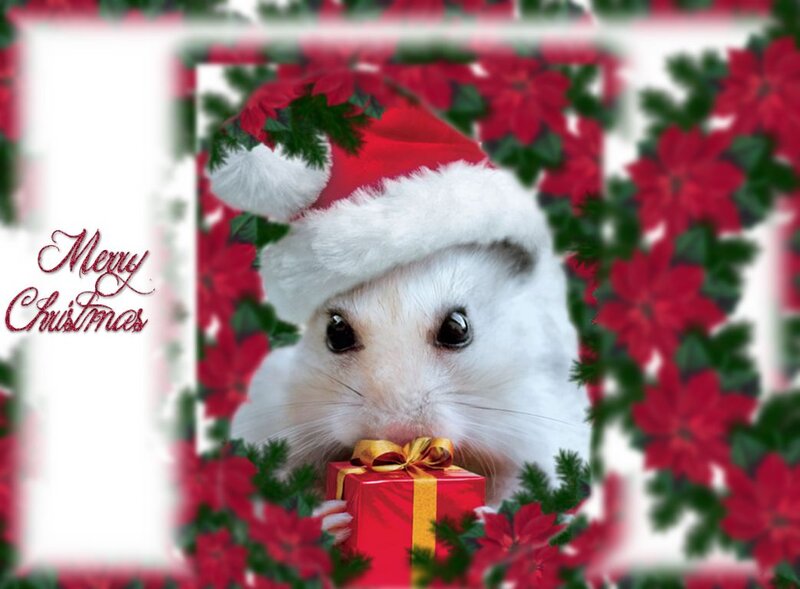 White Hamster in Hat