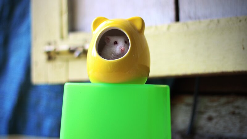 White Hamster in Yellow House