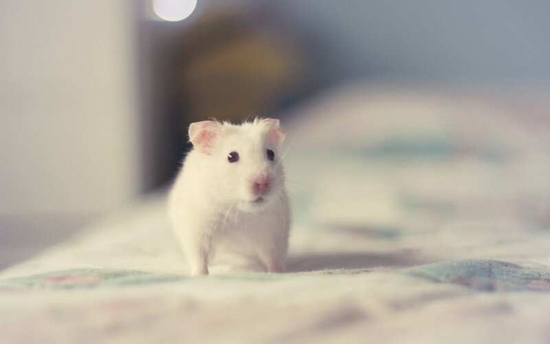 White Hamster on Bed