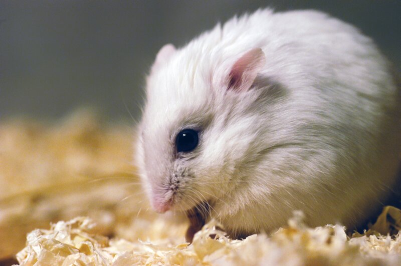 White Hamster on Bedding