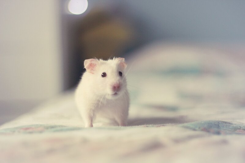 White Hamster on Blanket — Calm