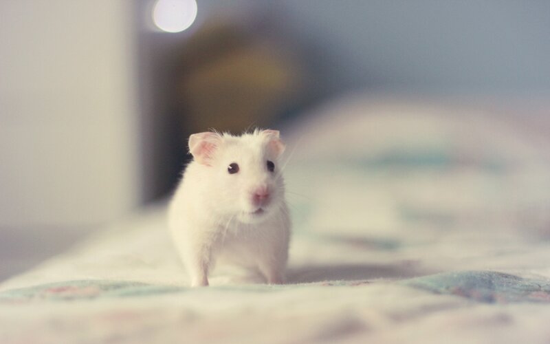 White Hamster on Blanket