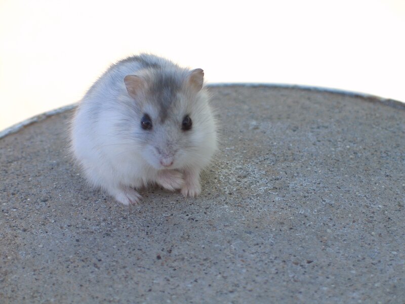 white hamster on concrete