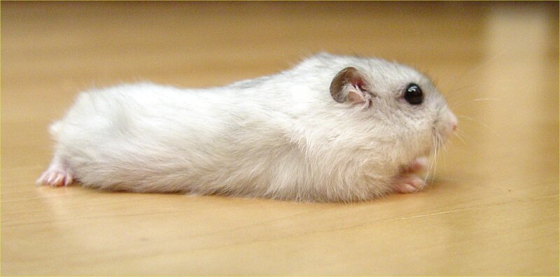 white hamster on floor