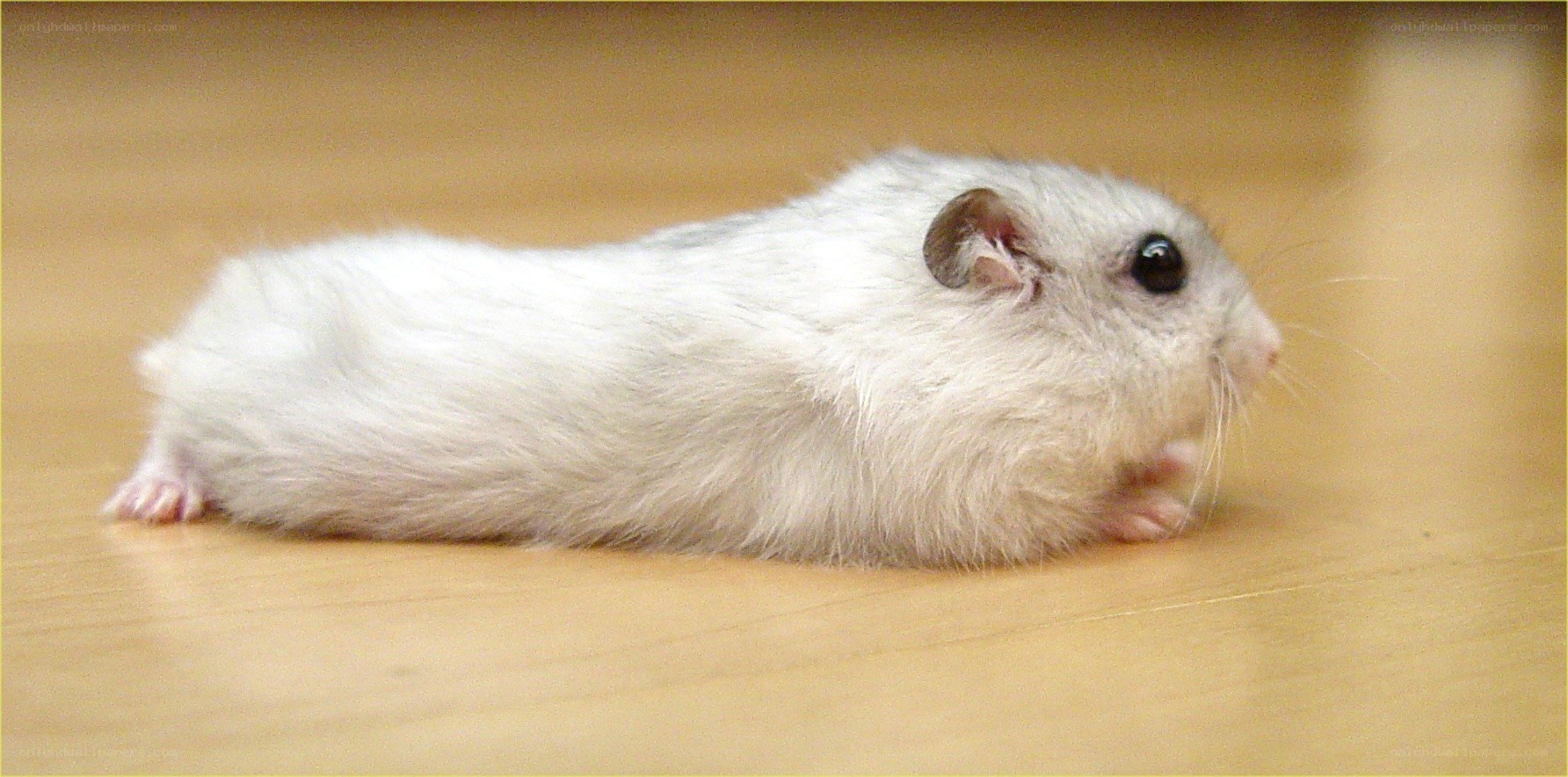 white hamster on floor