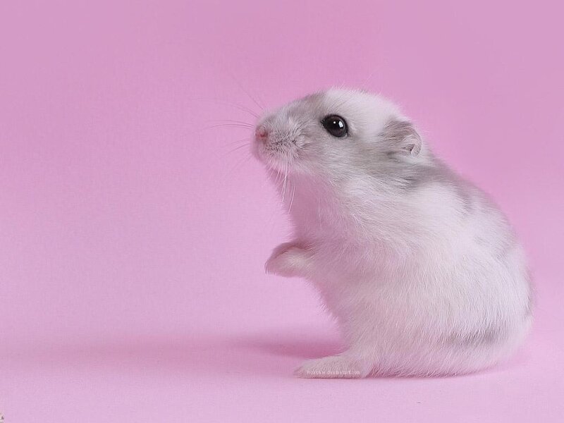 white hamster on pink background