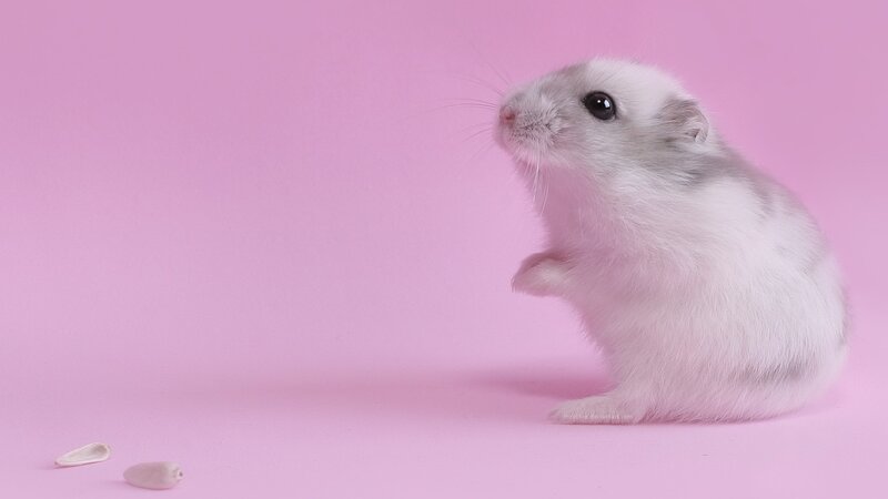white hamster on pink background