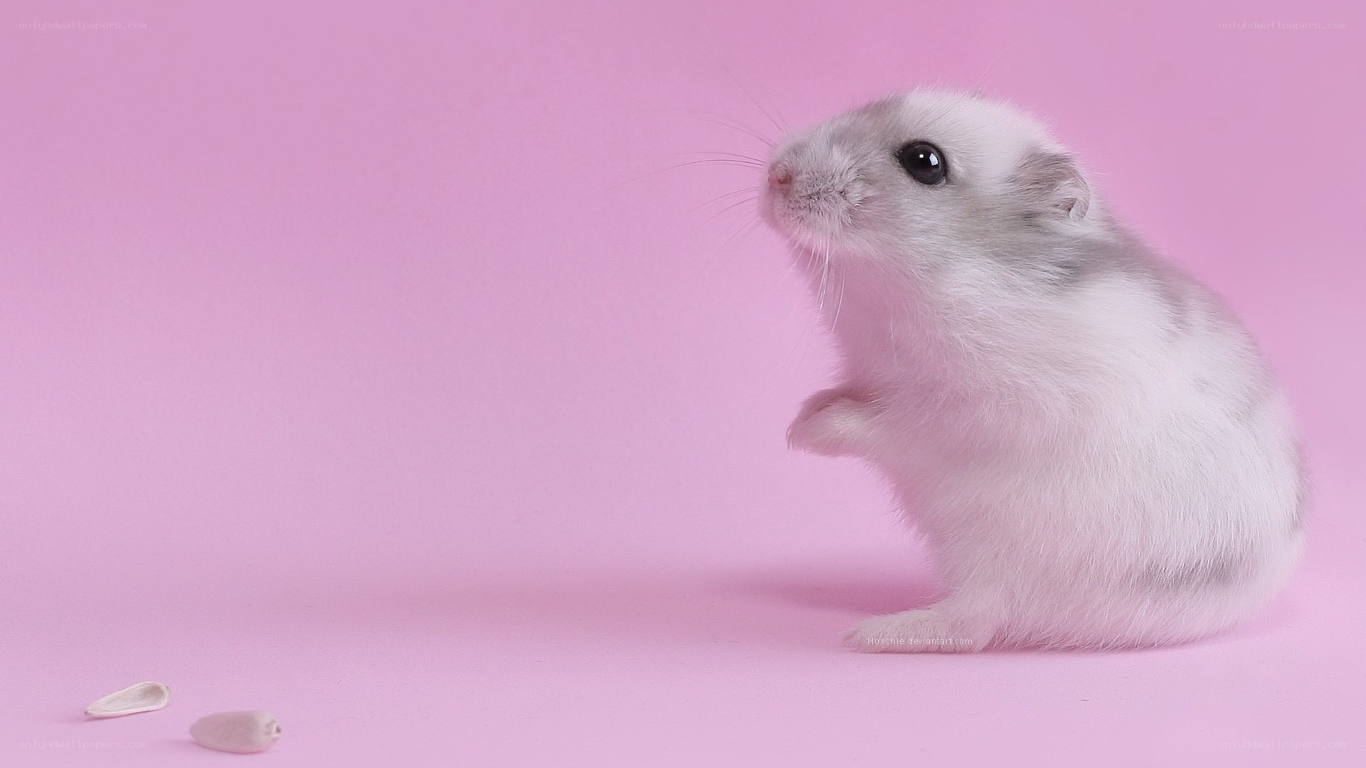 white hamster on pink background