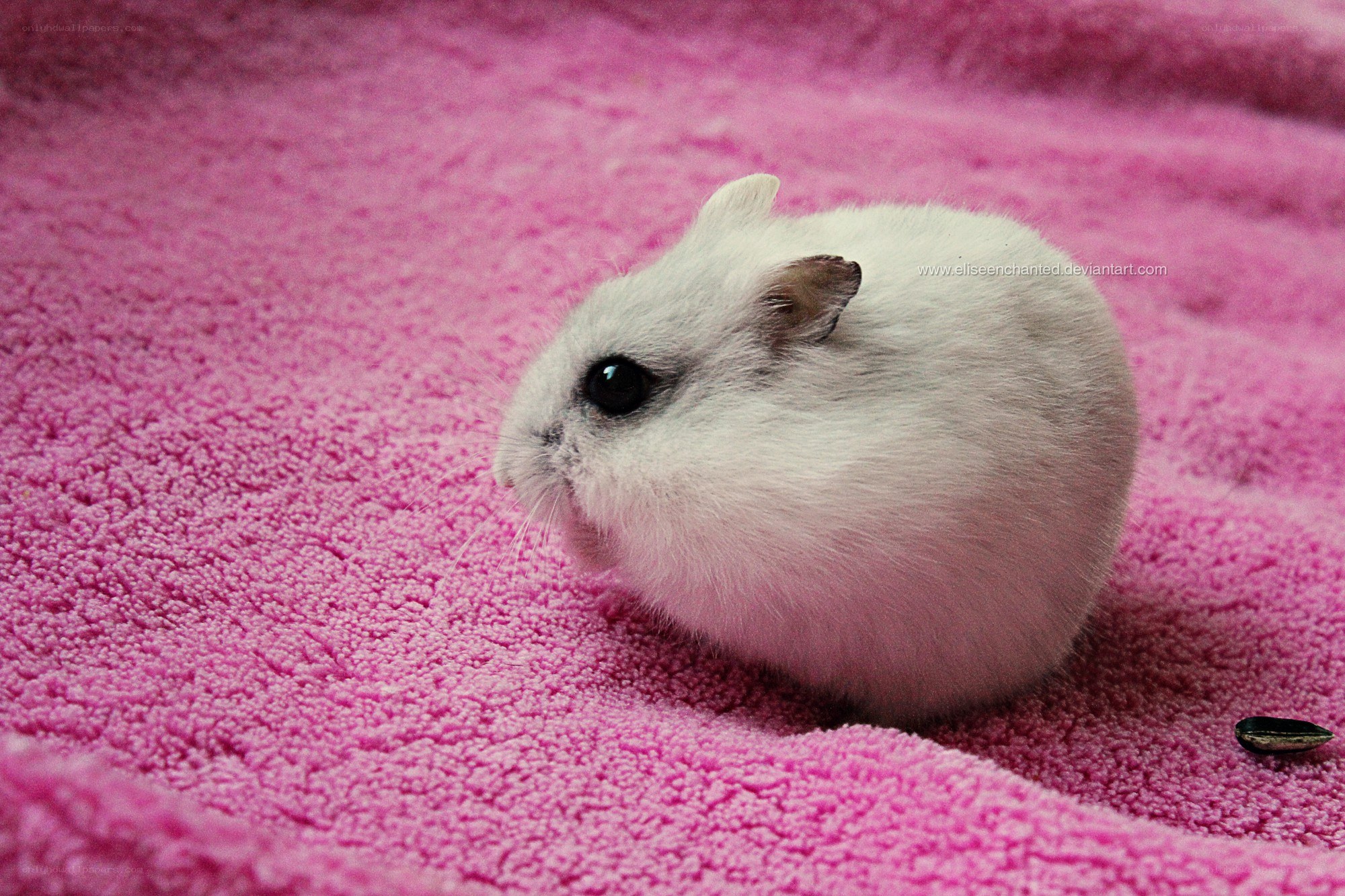 white hamster on pink blanket