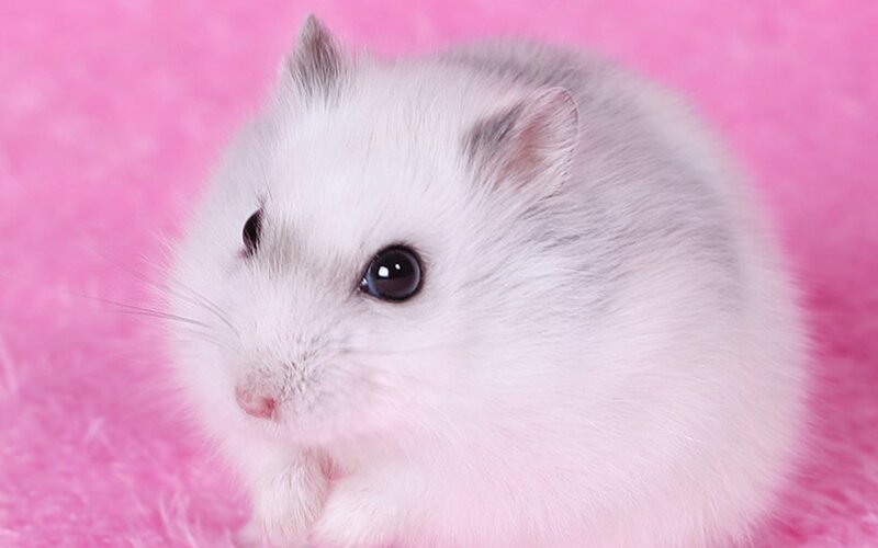 White Hamster on Pink — Calm
