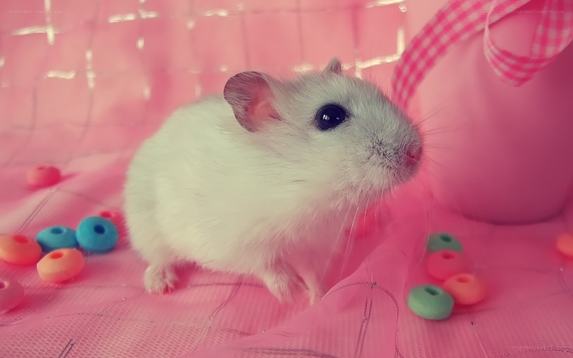 white hamster on pink fabric