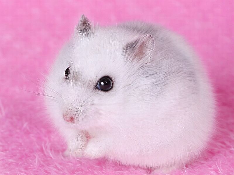 White Hamster on Pink Surface